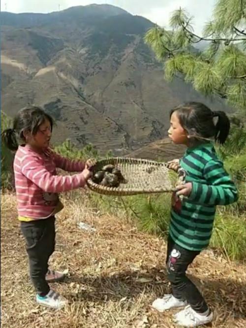 彝族女孩淡定喂猪,高考620分背后的故事 彝族女孩淡定喂猪,高考620分背后的故事