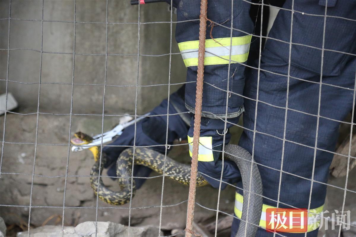 村民报警抓蛇,意外收获买1送22的惊喜 村民报警抓蛇,意外收获买1送22的惊喜