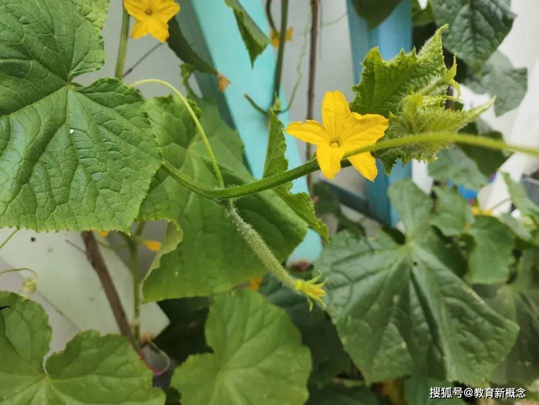 女子自家小院的奇妙发现，黄瓜藤上的一片新绿