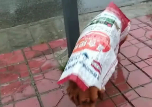 暴雨来临前狗狗主动给玉米盖防水布